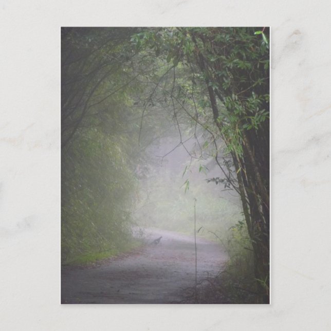 vykort av typen Mikado pheasant (Framsida)