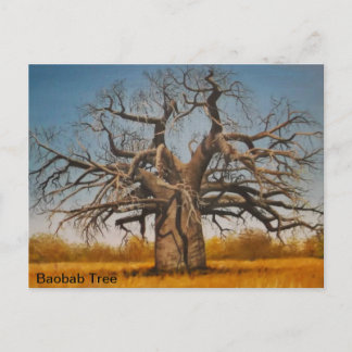 vykort Baobab Träd