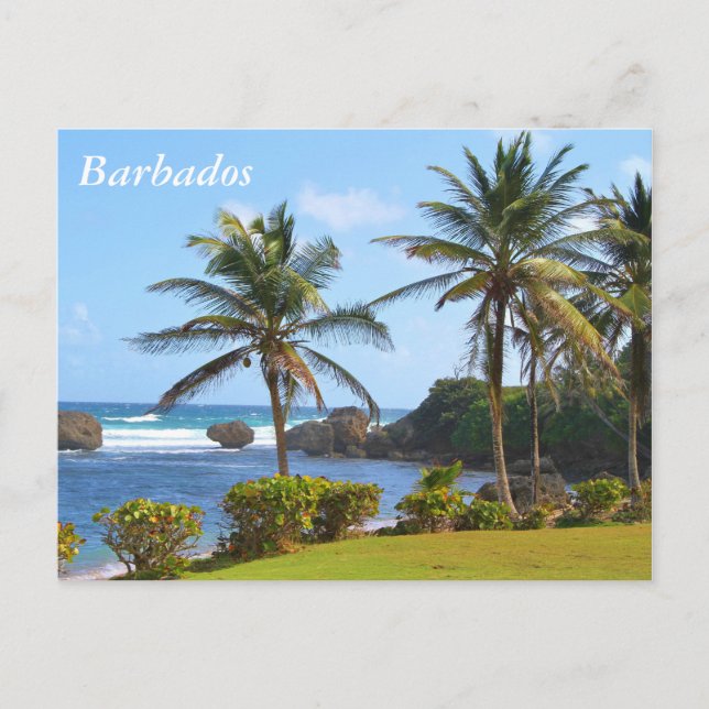 vykort, Barbados, Beach Scene, Handflatan Träd Vykort (Framsida)