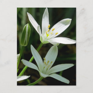 vykort: Betlehem (blomma) Vykort