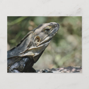 vykort: Big Lizard Vykort