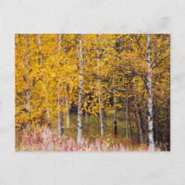 vykort, Birch Träd i Fall, Alaska Vykort