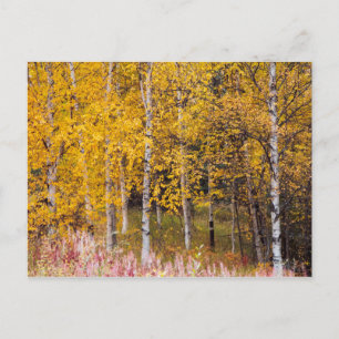 vykort, Birch Träd i Fall, Alaska Vykort