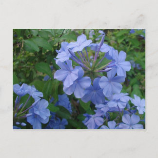 vykort - Blåa blommor