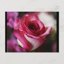 vykort-Blommor-26 Vykort