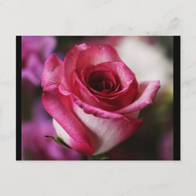 vykort-Blommor-26 Vykort (Framsida)