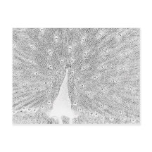 vykort - bock till Färg