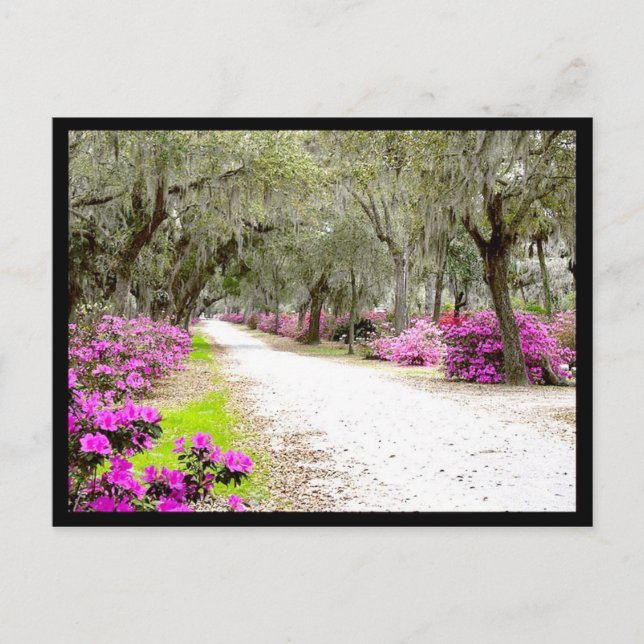 vykort - Bonaventure Azaleas (Framsida)