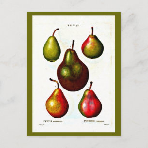 vykort-Botanicals-Pierre Joseph Redoute 11 Vykort