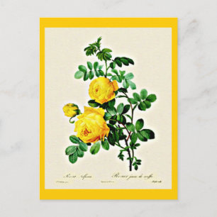 vykort-Botanicals-Pierre Joseph Redoute 13 Vykort