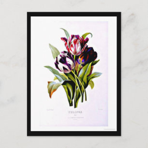 vykort-Botanicals-Pierre Joseph Redoute 15 Vykort
