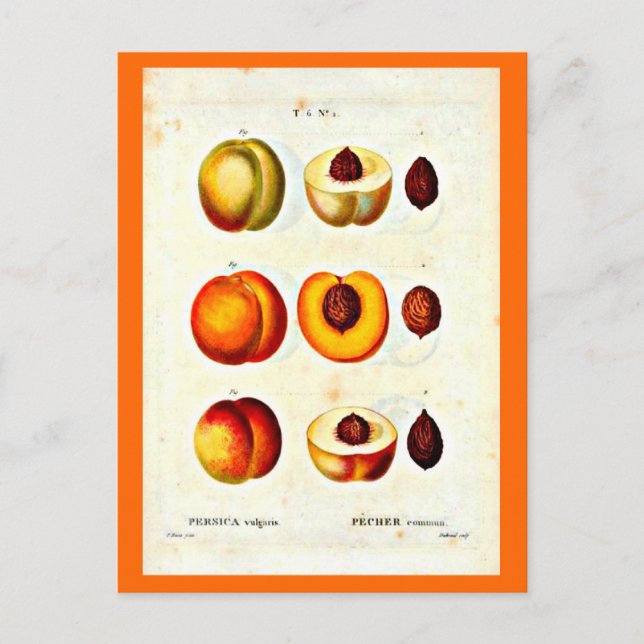 vykort-Botanicals-Pierre Joseph Redoute 17 Vykort (Framsida)