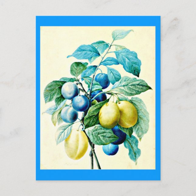 vykort-Botanicals-Pierre Joseph Redoute 21 Vykort (Framsida)