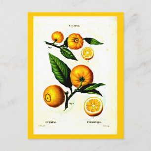 vykort-Botanicals-Pierre Joseph Redoute 23 Vykort