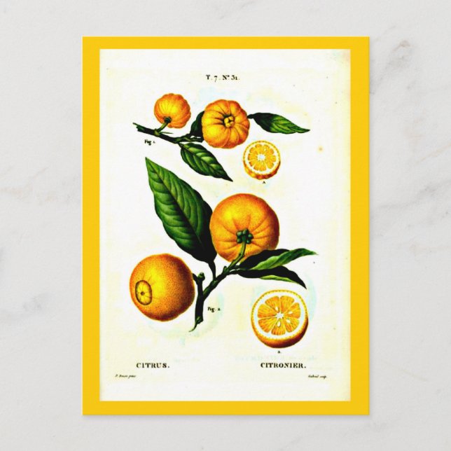 vykort-Botanicals-Pierre Joseph Redoute 23 Vykort (Framsida)