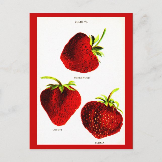 vykort - Botanicals-Strawbär (Framsida)