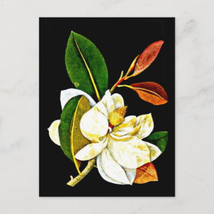 vykort - Botaniskt Art-Mary Delany 1