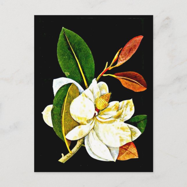 vykort - Botaniskt Art-Mary Delany 1 (Framsida)