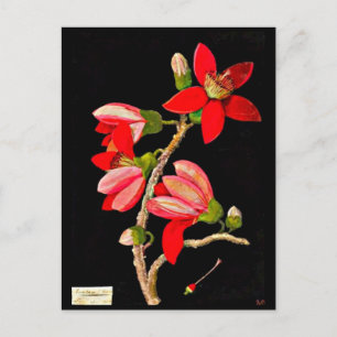 vykort - Botaniskt Art-Mary Delany 10