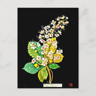 vykort - Botaniskt Art-Mary Delany 11