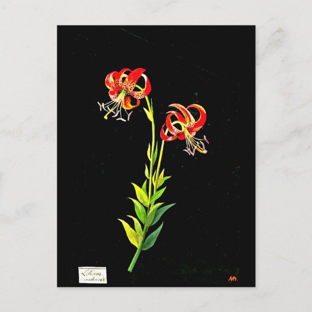 vykort - Botaniskt Art-Mary Delany 12 (Framsida)