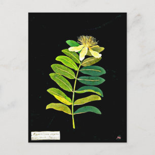 vykort - Botaniskt Art-Mary Delany 13