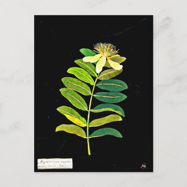 vykort - Botaniskt Art-Mary Delany 13 (Framsida)