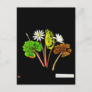 vykort - Botaniskt Art-Mary Delany 14