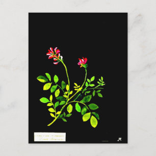 vykort - Botaniskt Art-Mary Delany 15