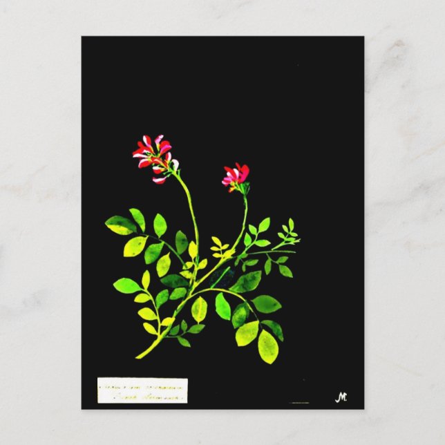 vykort - Botaniskt Art-Mary Delany 15 (Framsida)