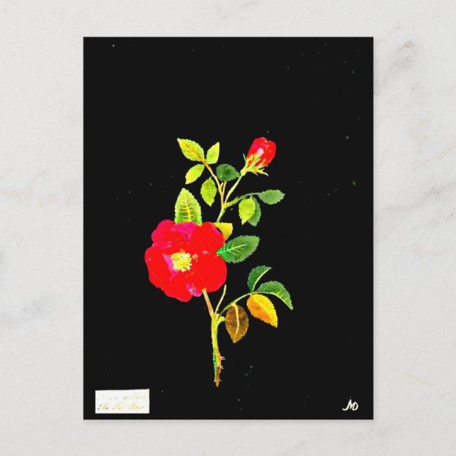 vykort - Botaniskt Art-Mary Delany 16 (Framsida)