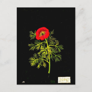 vykort - Botaniskt Art-Mary Delany 18