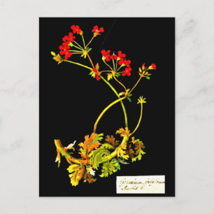 vykort - Botaniskt Art-Mary Delany 19