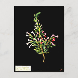 vykort - Botaniskt Art-Mary Delany 20