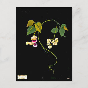 vykort - Botaniskt Art-Mary Delany 5