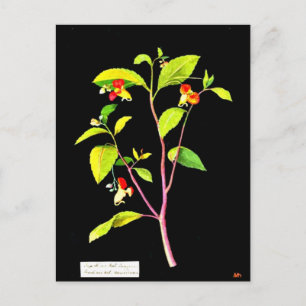 vykort - Botaniskt Art-Mary Delany 7