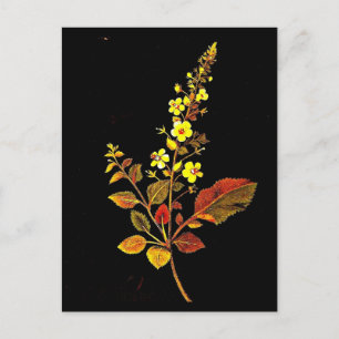 vykort - Botaniskt Art-Mary Delany 8