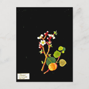 vykort - Botaniskt Art-Mary Delany 9