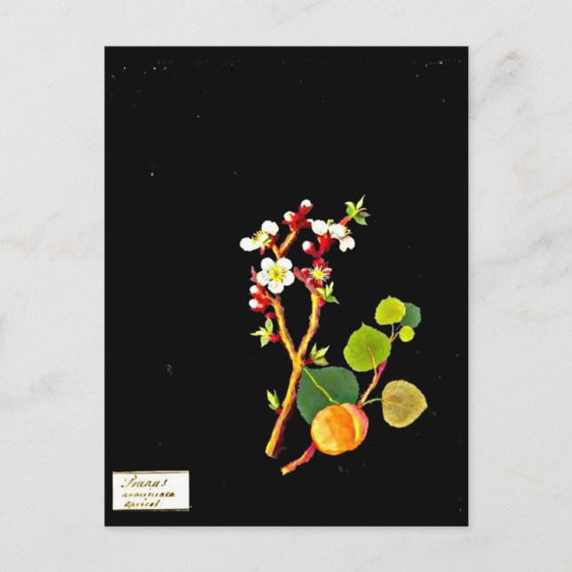 vykort - Botaniskt Art-Mary Delany 9 (Framsida)