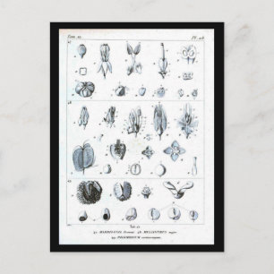 vykort - Botaniskt diagram - botaniskt diagram