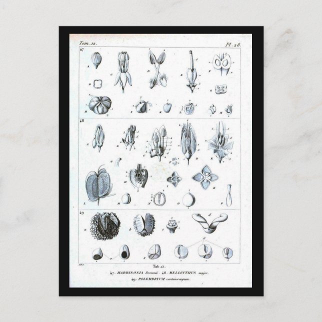 vykort - Botaniskt diagram - botaniskt diagram (Framsida)