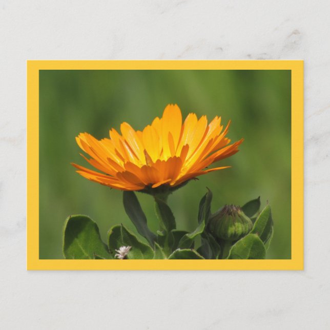 vykort - Calendula Bloom (Framsida)