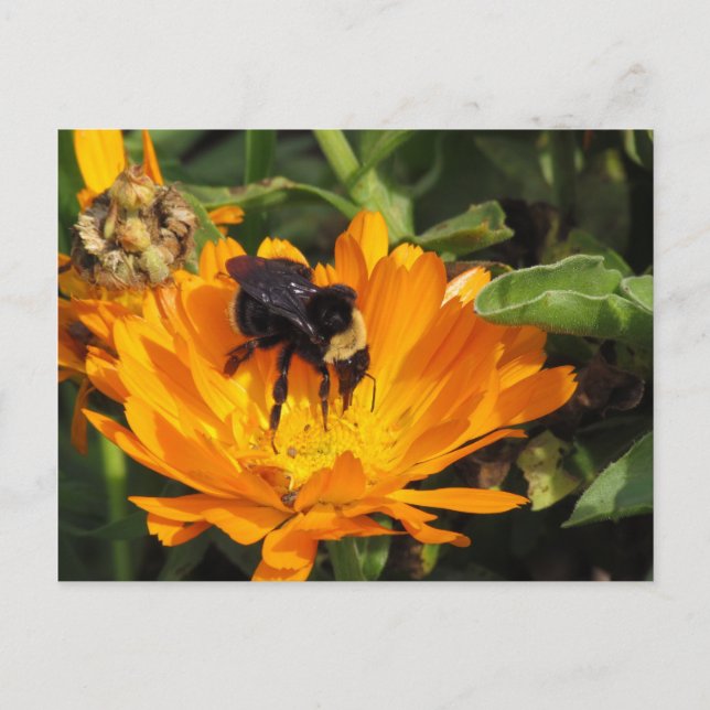 vykort - Calendula och Bee (Framsida)