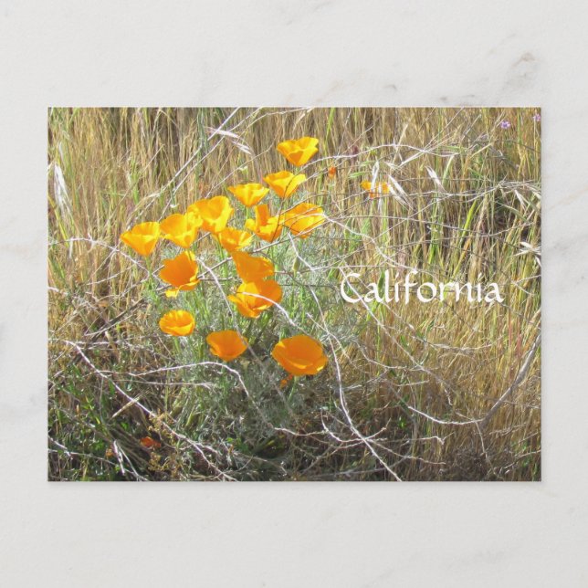 vykort - California Poppy (Framsida)
