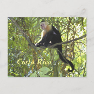 vykort Capuchin Monkey Costa Rica