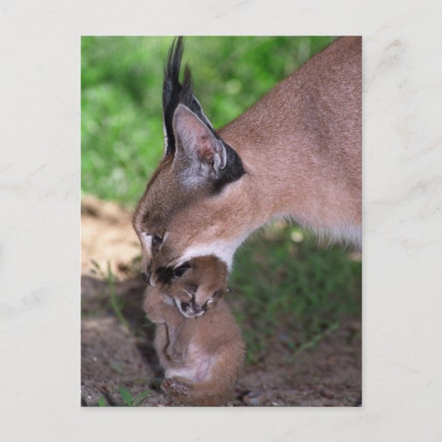 Vykort - caracal (Framsida)