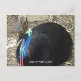 vykort Cassowary QLD Australien