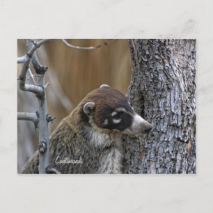 Vykort: Coatimundi #2 Vykort