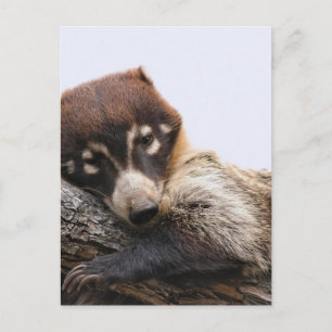 vykort: Coatimundi #4 (Porträtt) Vykort