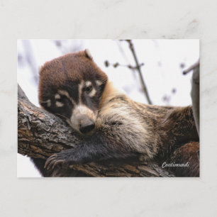 vykort: Coatimundi #4 Vykort